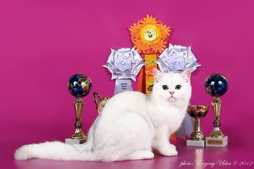 Happy Bears Duniasha Silver Lady